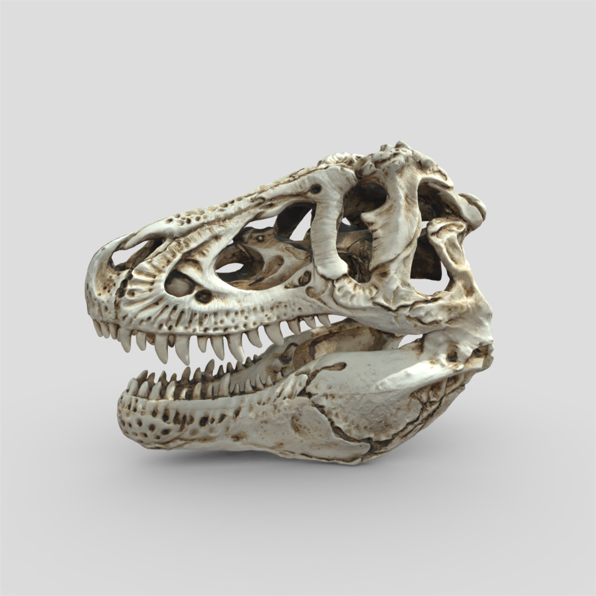 Dinosaur Skull